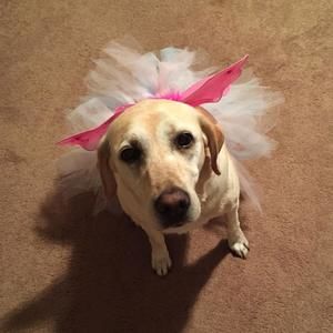 Meet your Posher, Heidi